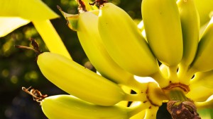 Nahaufnahme Bananen
