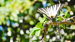 Nahaufnahme von einem Schmetterling