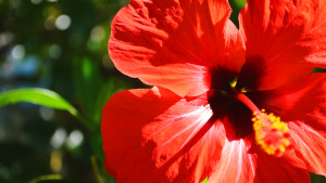 Nahaufnahme von einer Blüte