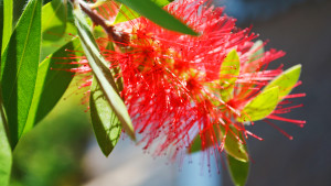 Nahaufnahme von einer Blüte